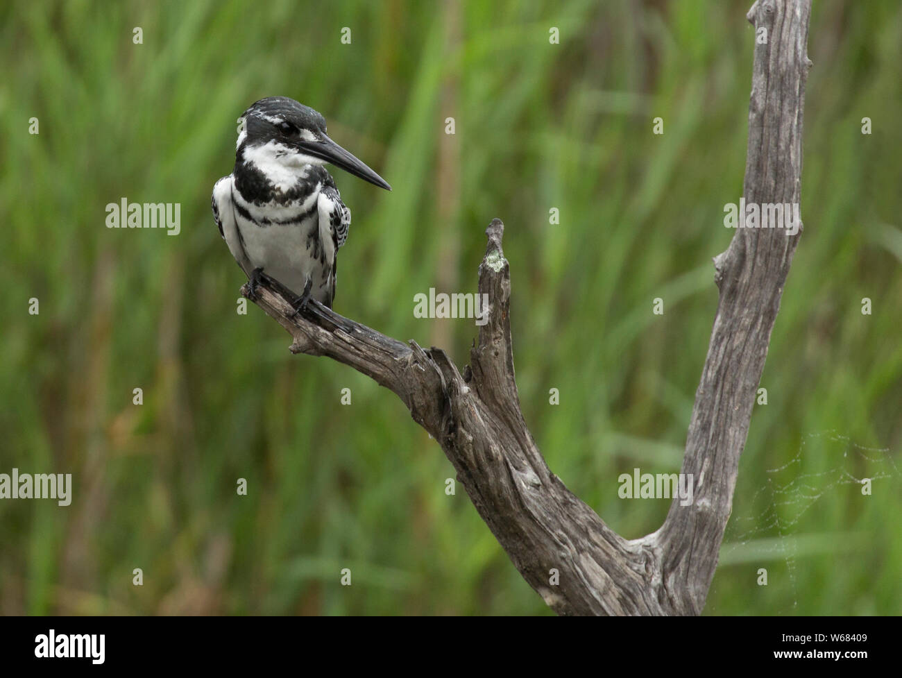 Pied Kingfisher hocken auf einem Zweig, Krüger Nationalpark, Südafrika Stockfoto