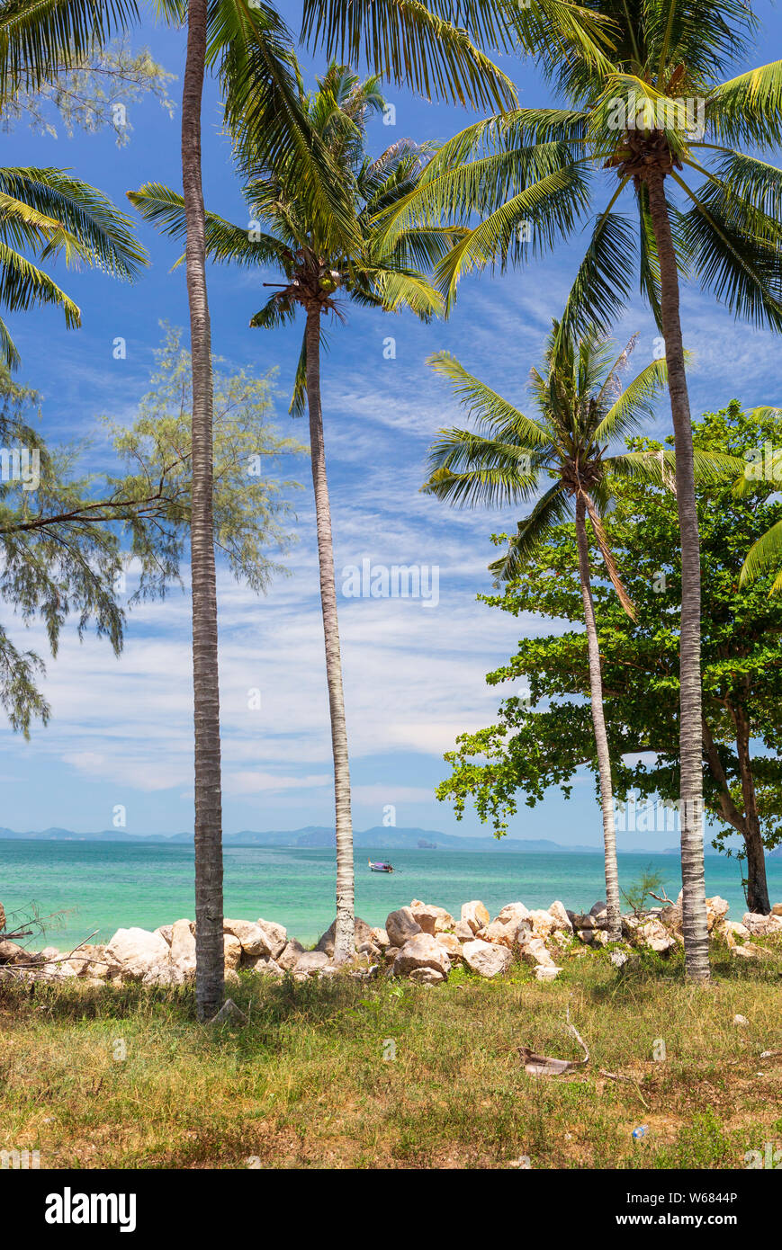 Palmen am Klong Muang Beach, Krabi, Thailand Stockfoto