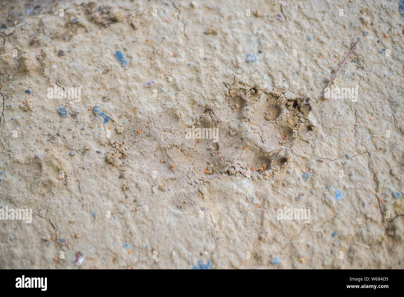 Big Animal Footprints auf hartem Boden Stockfoto