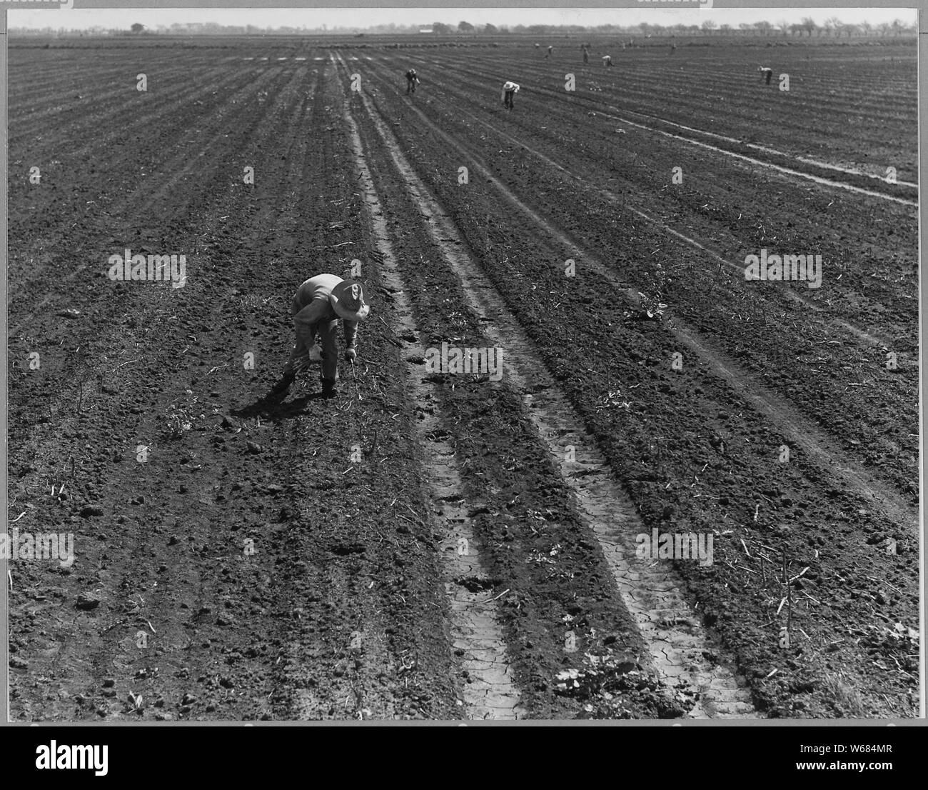 Ryer Insel, Sacramento County, Kalifornien. Spargelfelder und philippinische Kutter in Weltweit größte. . .; Umfang und Inhalt: Die Bildunterschrift lautet wie folgt: Ryer Insel, Sacramento County, Kalifornien. Spargelfelder und philippinische Kutter in die weltweit größte Spargelfeld. Die Saison dauert etwa 4 Monate, und die Ernte ist fast vollständig von philippinischen Schleifring Arbeit. Die Löhne etwa $ 1 100 lbs. Stockfoto