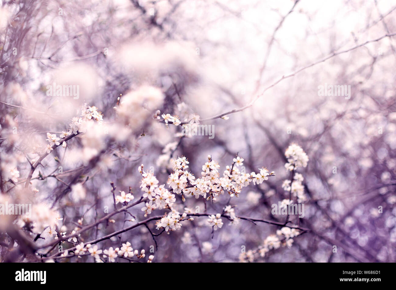 Cherry Blossom Niederlassung in einem Frühling. Selektiver Fokus, bokeh Hintergrund, getönten Foto. Visual Symbol des Frühlings, der frische oder Zärtlichkeit. Stockfoto