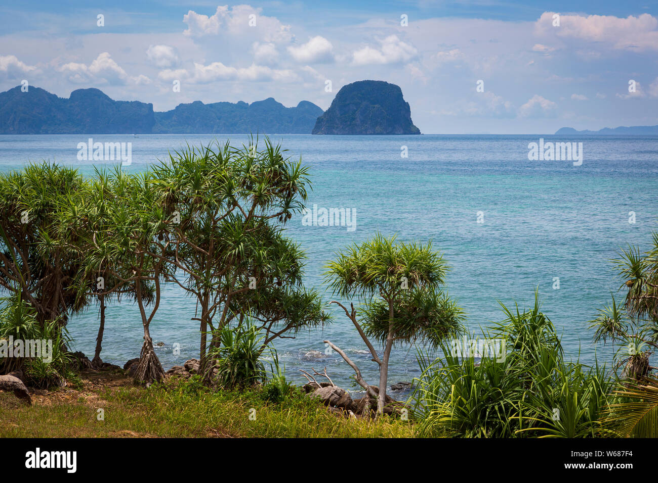 Pandan Bäume auf der Insel Koh Ngai, Thailand Stockfoto