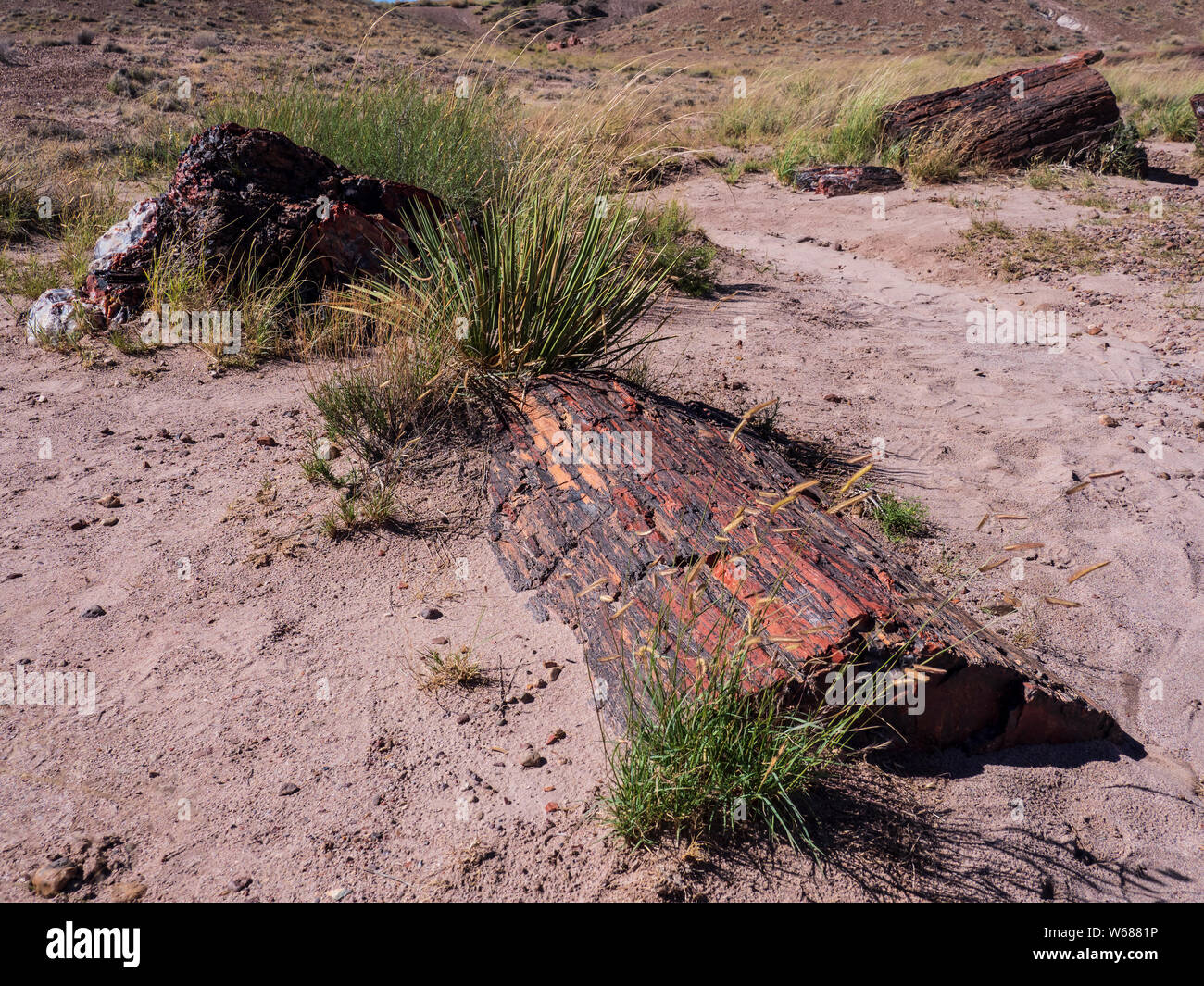 Versteinertes Holz in der Nähe der Jasper Forest übersehen, Petrified Forest National Park, Arizona. Stockfoto
