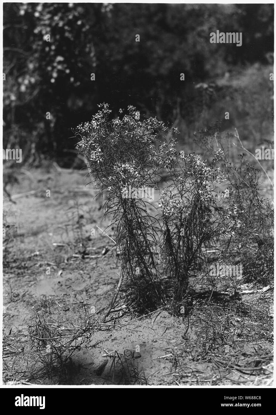 Senecio, einer der Composite Blumen. Blume rein Gelb, Grün. Stockfoto