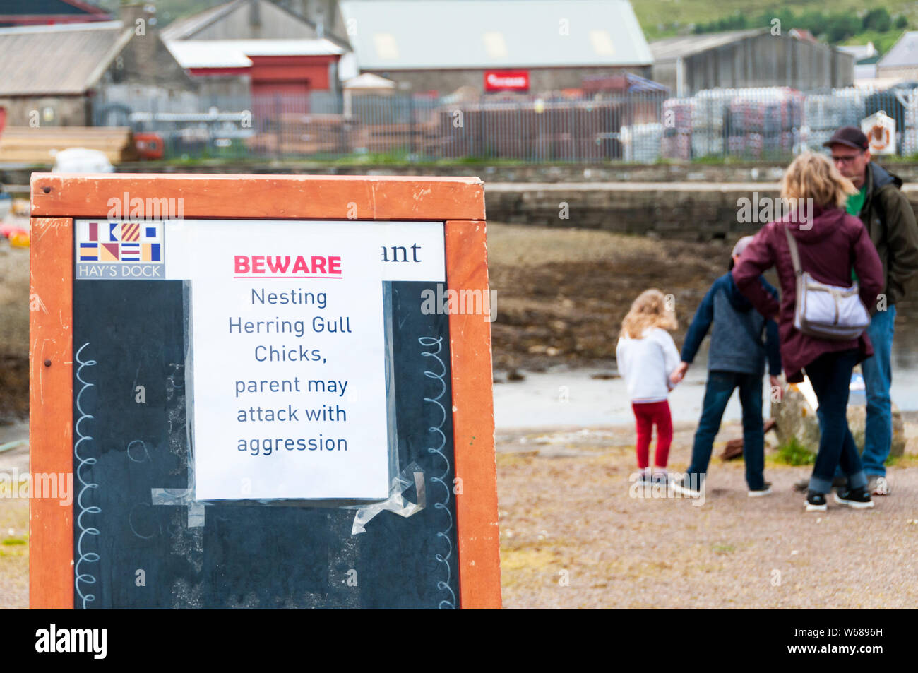 Ein Zeichen bei Hay's Dock, Lerwick warnt vor Nesting aggressive Silbermöwen. Stockfoto