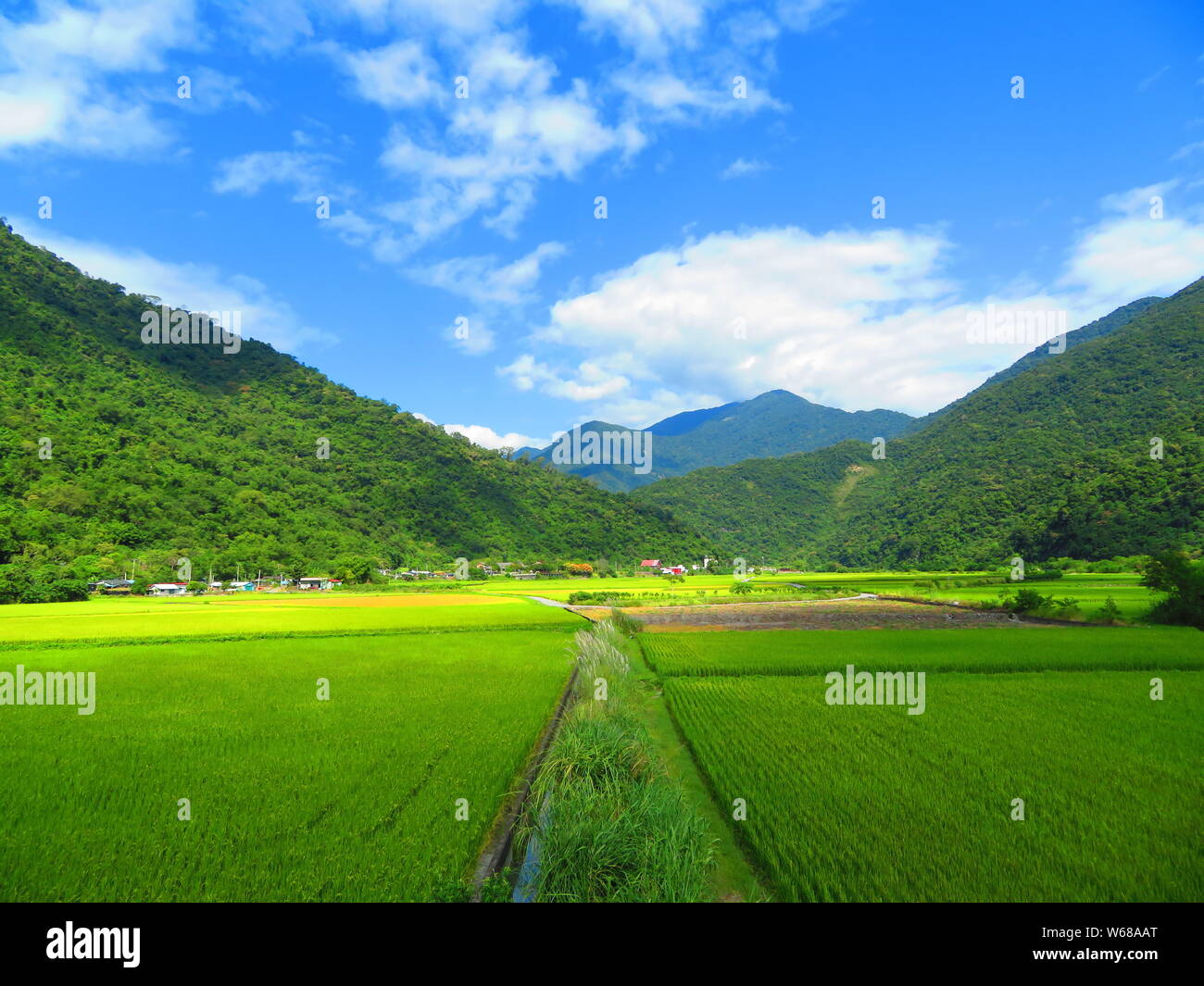 Grüne Reisfelder in Südostasien Stockfoto