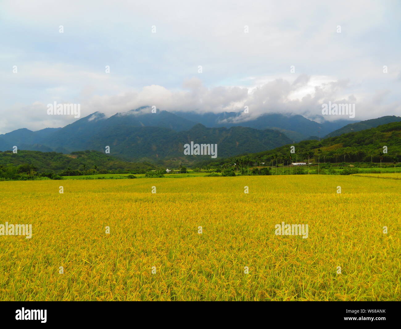 Reisfelder in Südostasien Stockfoto
