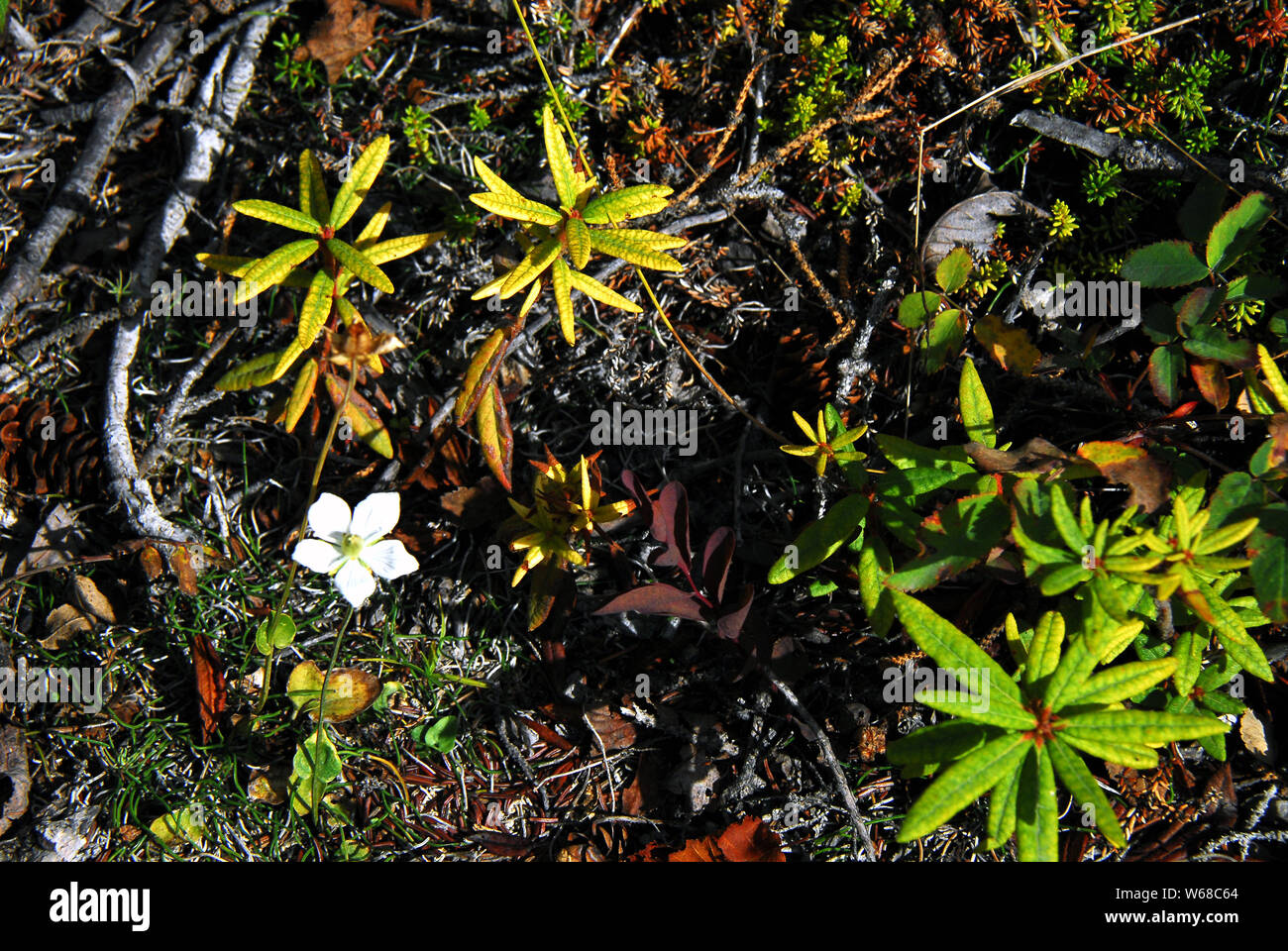 Alaska - die mikroskopische Welt der Tundra. Makro Bild mit dem komplizierten natürlichen Texturen und Farben der Kleine Pflanze Leben, das überlebt man von Th Stockfoto