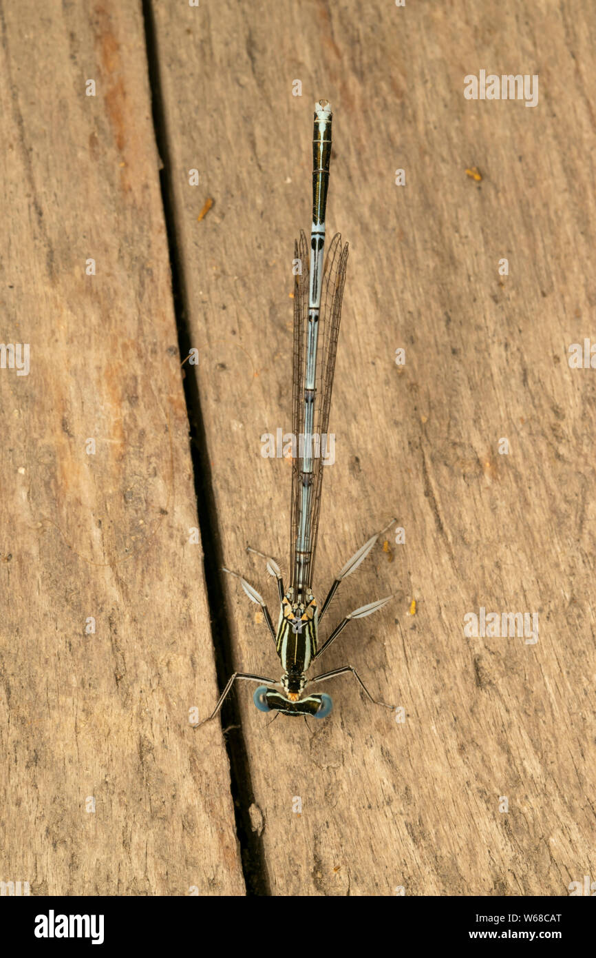 White-legged Damselfly (lat. Platycnemis pennipe), männlich, hocken auf der Holzplatte Stockfoto