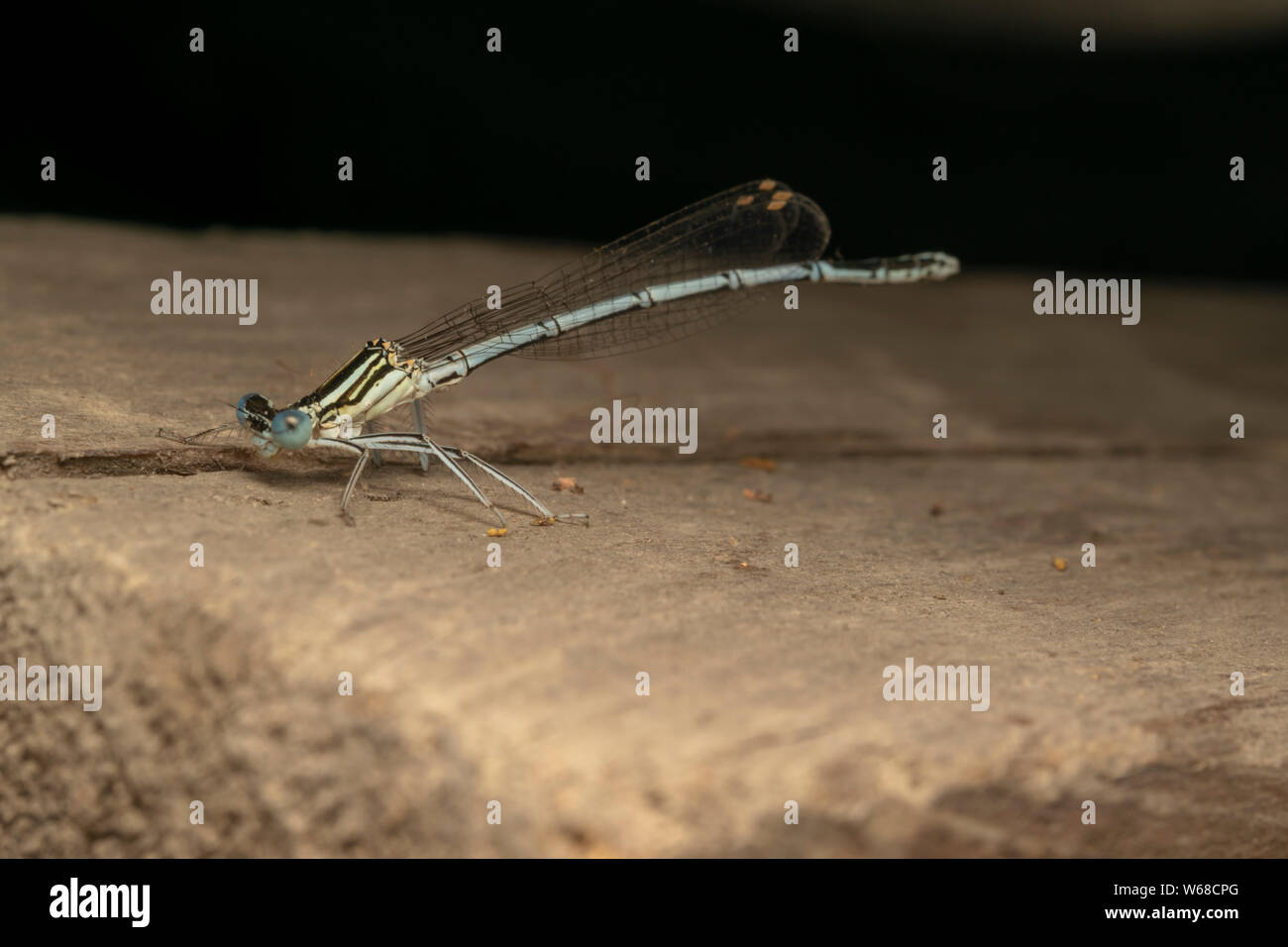 White-legged Damselfly (lat. Platycnemis pennipe), männlich, hocken auf der Holzplatte Stockfoto