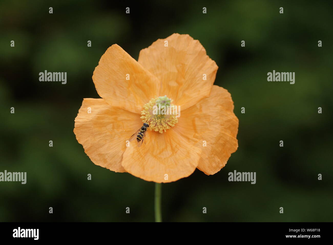 Mohn mit Hoverfly Stockfoto