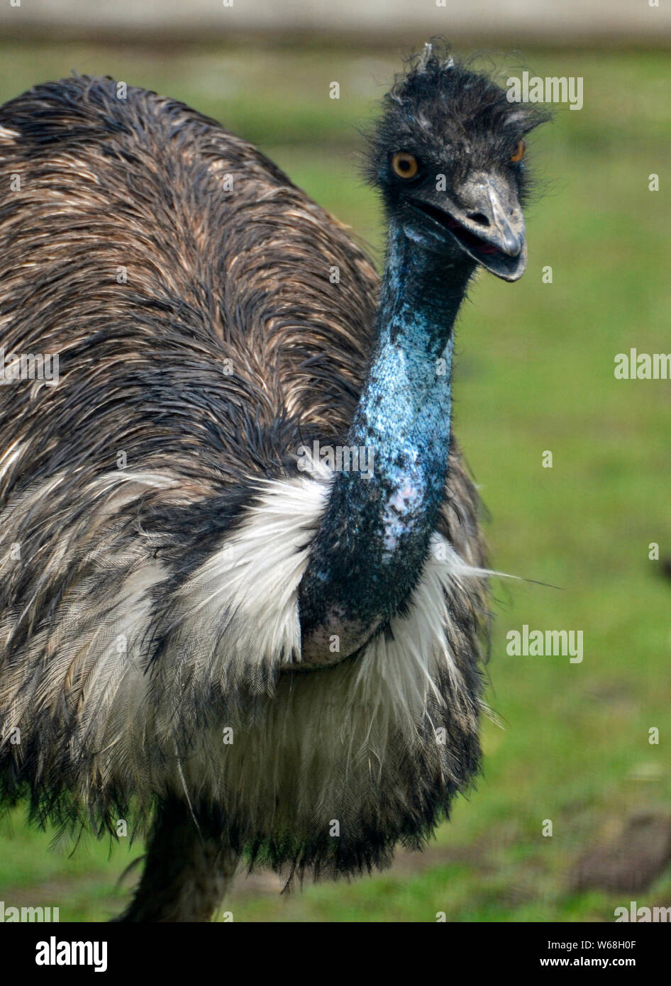 Ein emu in Lincolnshire Wildlife Park, Friskney, Boston, Lincolnshire, Großbritannien Stockfoto