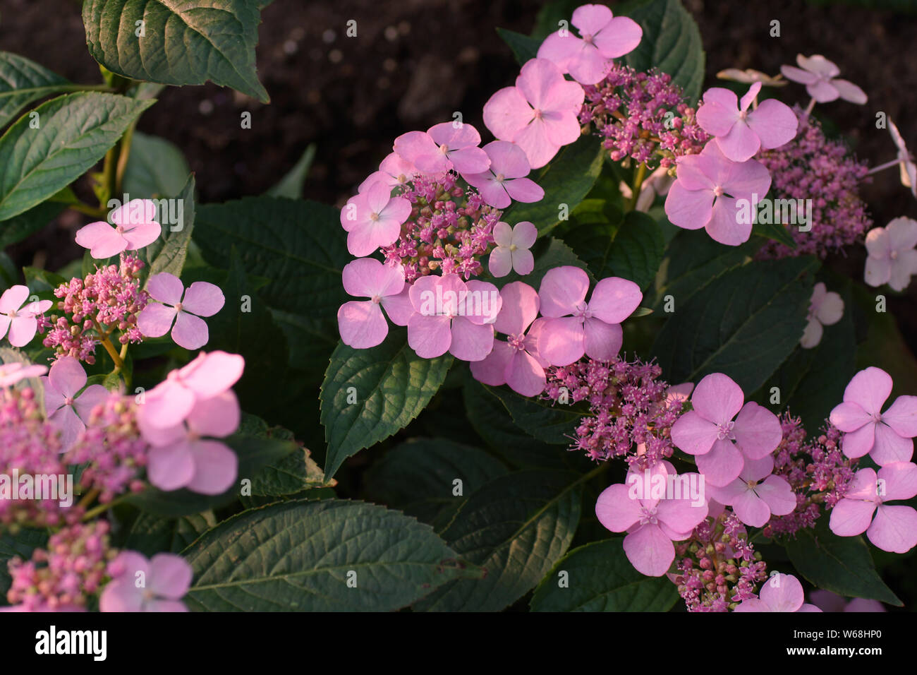 Hydrangea serrata Intermedia pink corymb. А Arten von blühenden Pflanze in der Familie Hydrangeaceae, beheimatet in Korea und Japan. Stockfoto