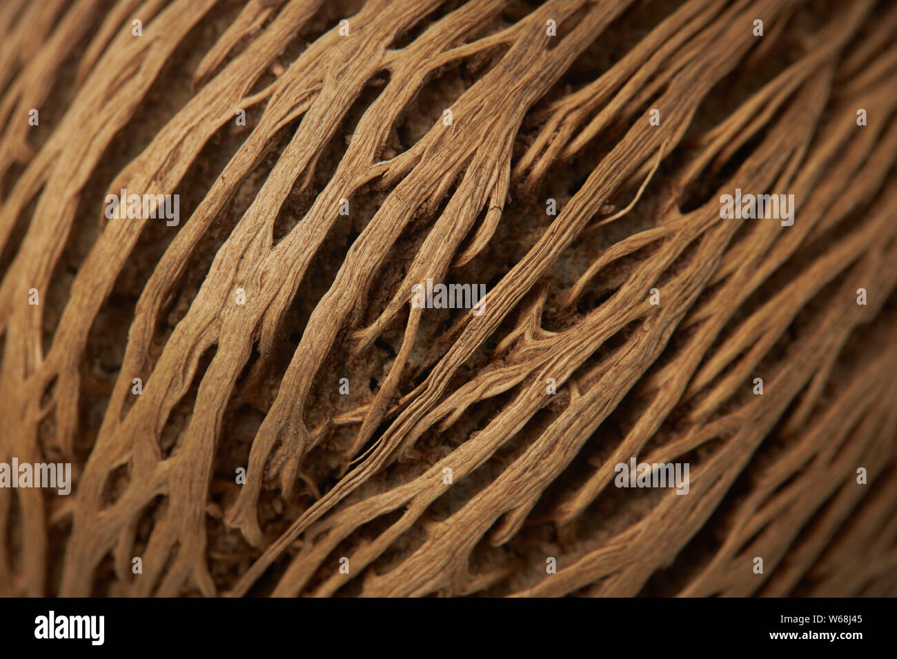 Wunderschöne volumetrische Textur der äusseren Schale der Kokosnuss, close-up Stockfoto