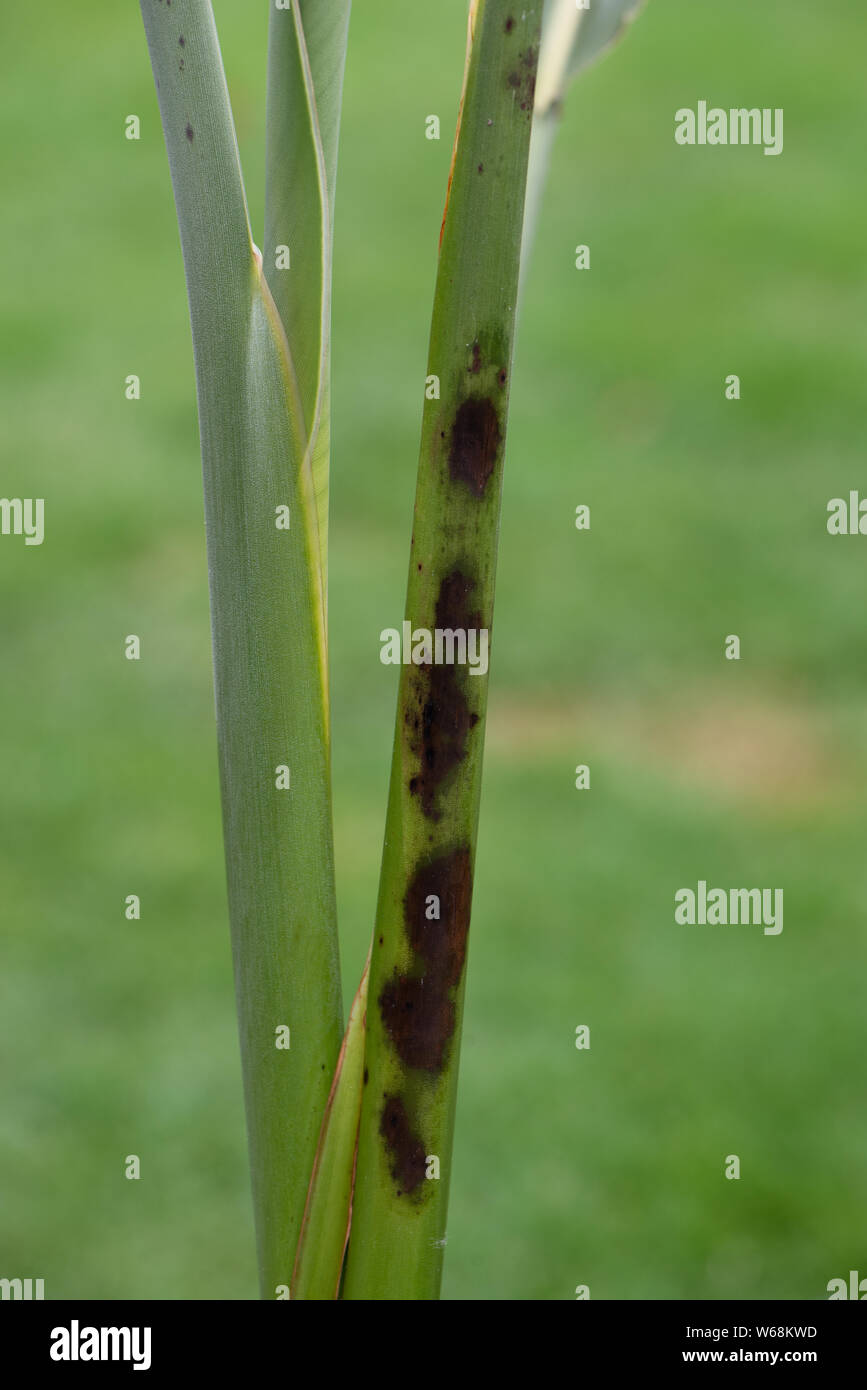 Pilzkrankheit an Blttern und Stielen der Strelitzia reginae, Bird of  paradise Anlage Stockfotografie - Alamy