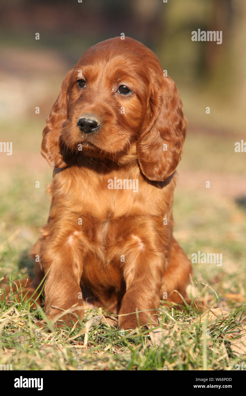 pix Irish Red Setter Welpen https www alamy de irish red setter welpen sitzen in der natur image262036697 html