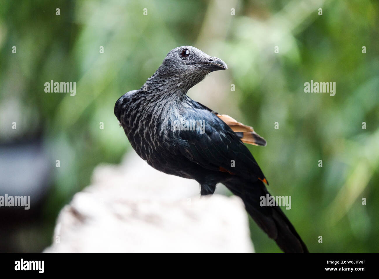 Red-winged Starling, Onychognathus morio Stockfoto