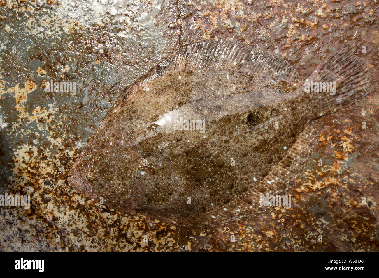 Ein Brill, Scophthalmus rhombus, an Deck eines Fischereifahrzeugs im Englischen Kanal. Die brill hat eine ausgezeichnete Tarnung es sowohl aus Beute zu verbergen Stockfoto