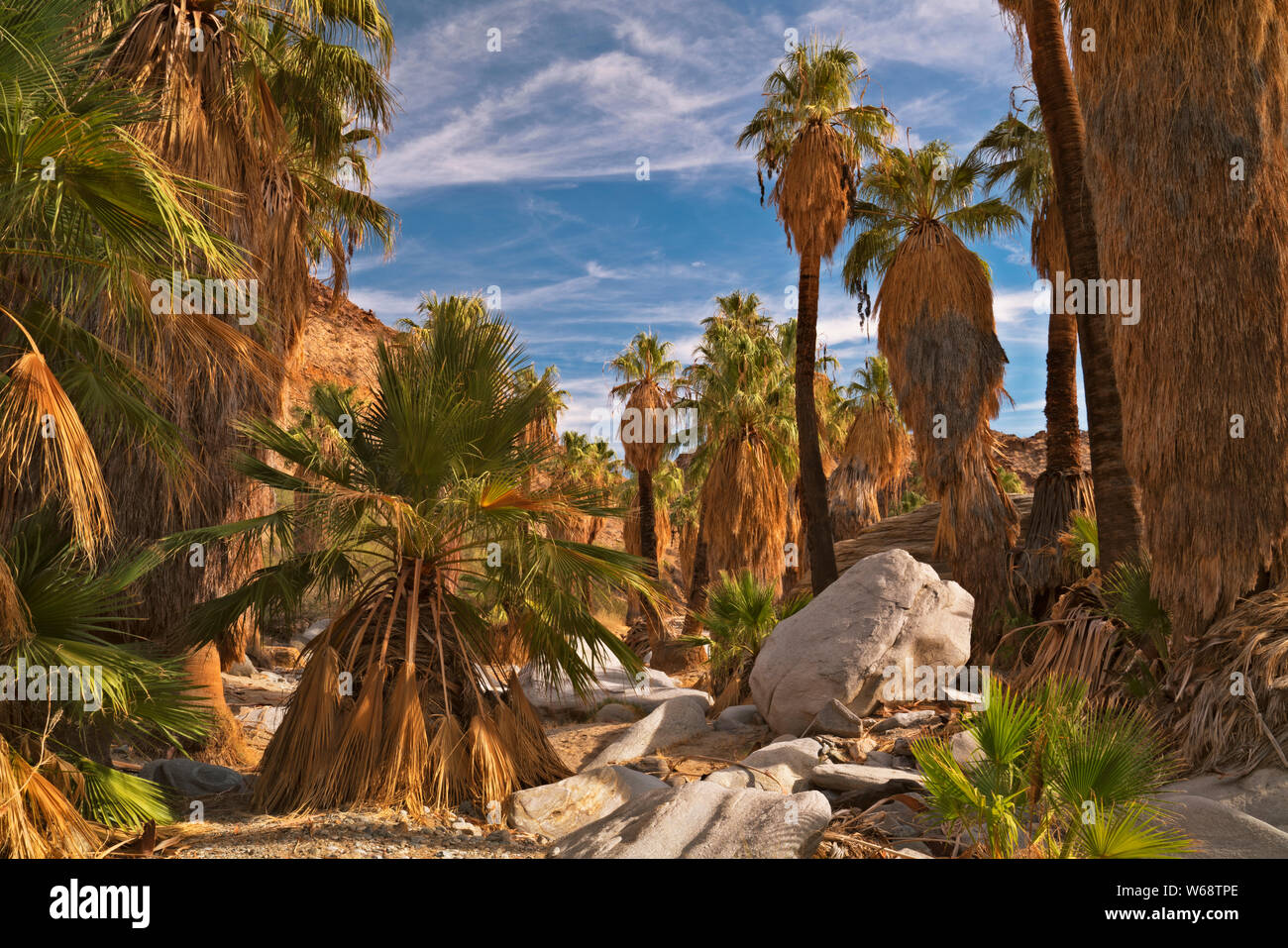 Dieses große Grove von Kalifornien fan Palms markieren Sie die Indian Canyons in Palm Springs, Kalifornien. Stockfoto