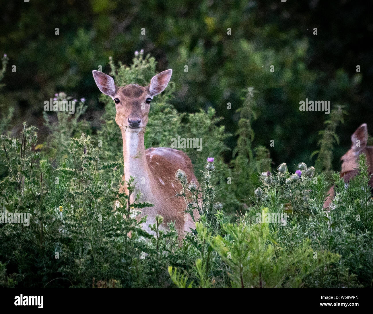 Damwild in einem Wald in der Nähe, in der Nähe von Plymouth Devon, Großbritannien Stockfoto