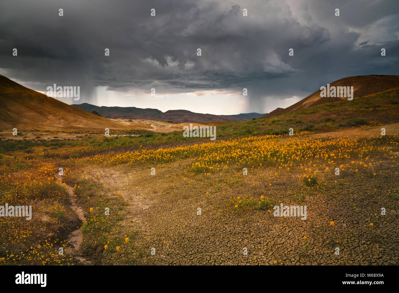 Die Bürgerliche Dämmerung Glühen auf der Frühjahrsblüte von Wildblumen an der Basis der Painted Hills in der zentralen Oregon John Day Fossil Beds. Stockfoto