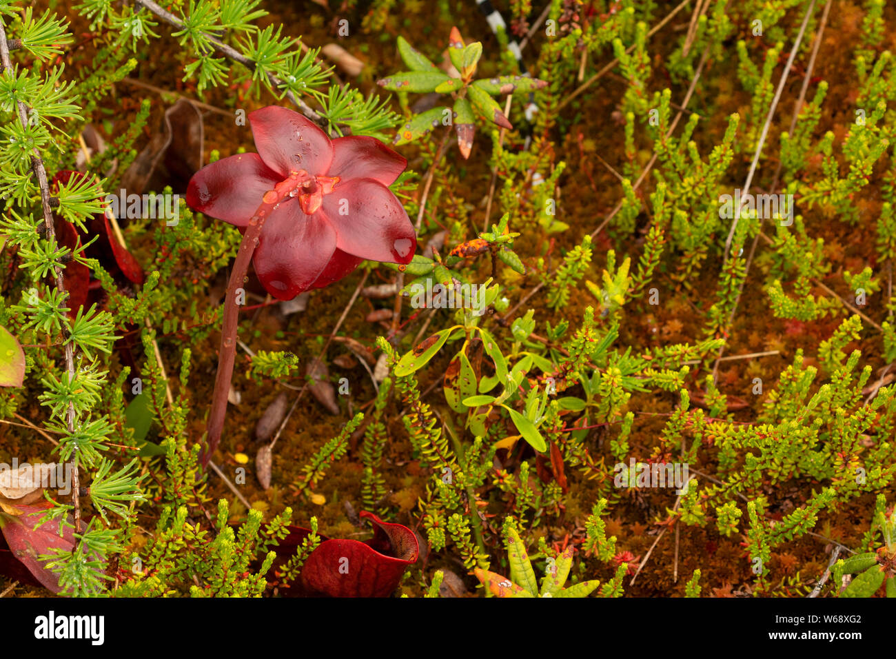 Lila Kannenpflanze (Sarracenia purpurea), Salmonier Natur Provincial Park, Neufundland und Labrador, Kanada Stockfoto