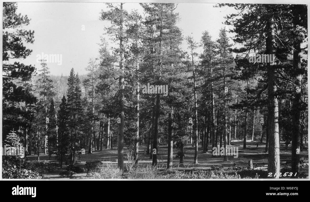 Der Südhang der Ridge westlich von Bear Butte, hervorragende Open stand von handelsüblicher Yellow Pine in Park.; Umfang und Inhalt: Serie enthalten eine Reihe von Berichten über Grenzen und verschiedene Parks. Viele dieser Fotos. Stockfoto