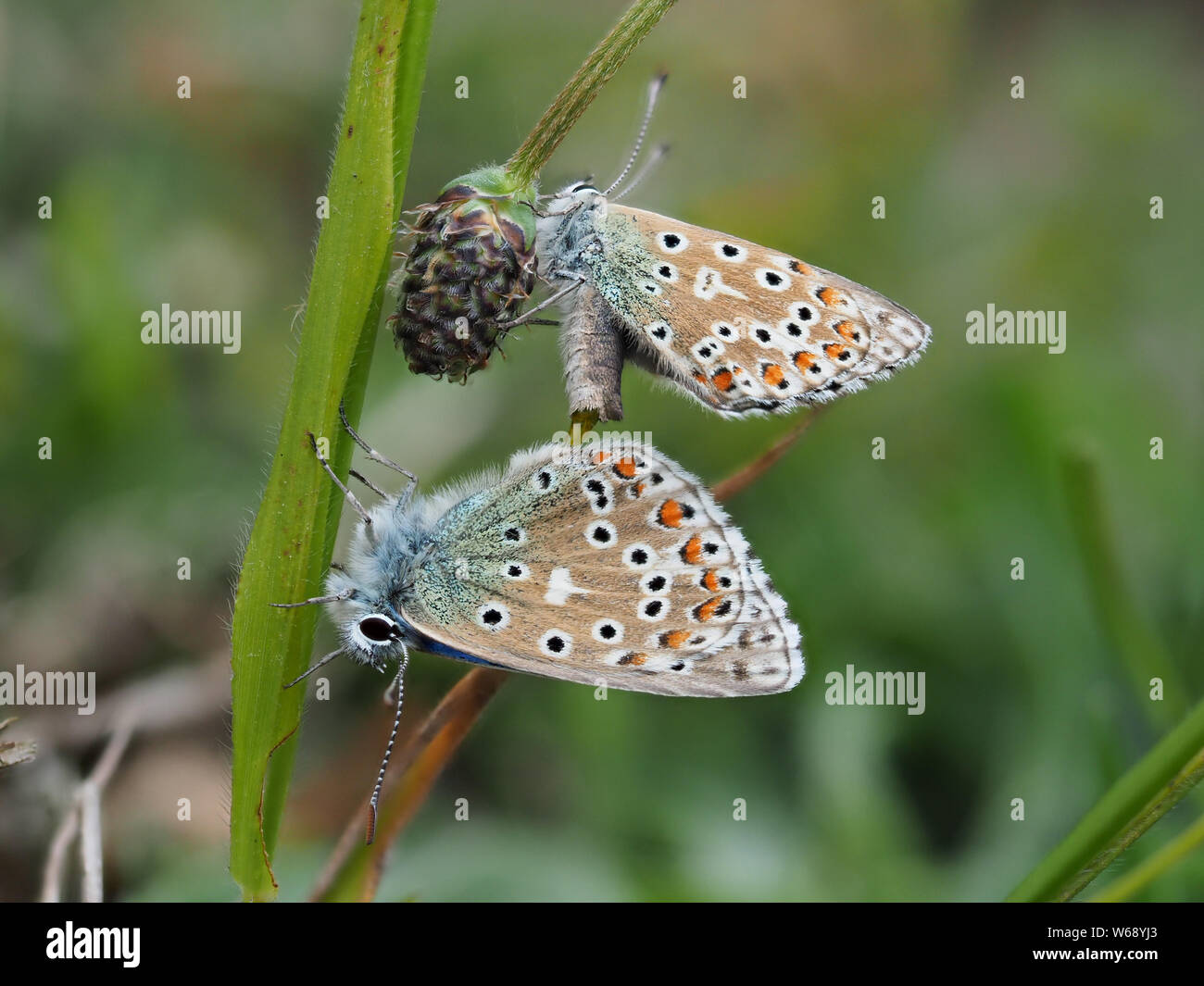 Adonis blau (Polyommatus bellargus) Schmetterlinge Verpaarung. Stockfoto