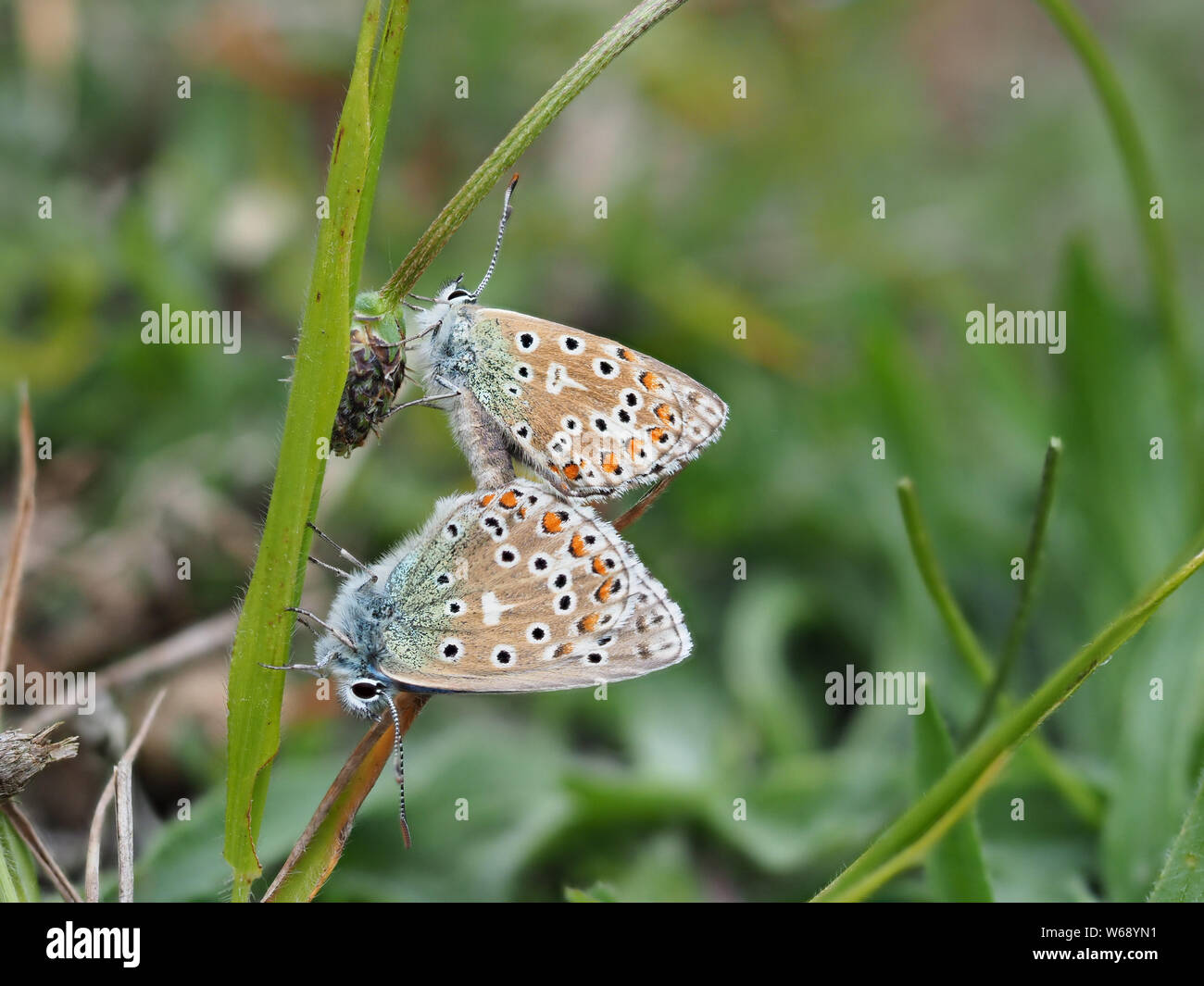 Adonis blau (Polyommatus bellargus) Schmetterlinge Verpaarung. Stockfoto