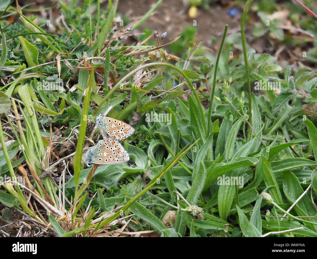 Adonis blau (Polyommatus bellargus) Schmetterlinge Verpaarung. Stockfoto