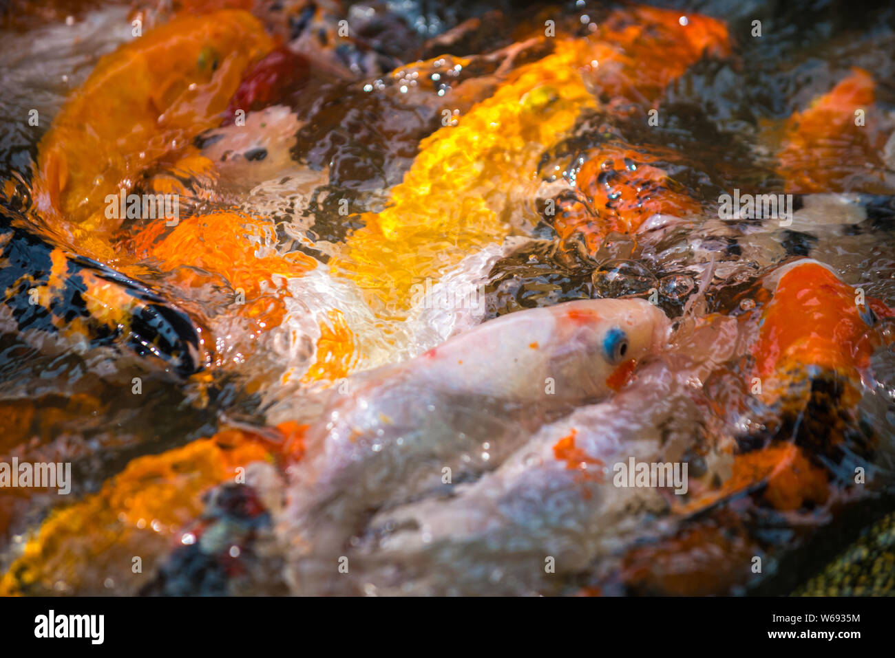 Koi Karpfen, Amur, Cyprinus rubrofuscus Natürlichen Hintergrund Muster Stockfoto