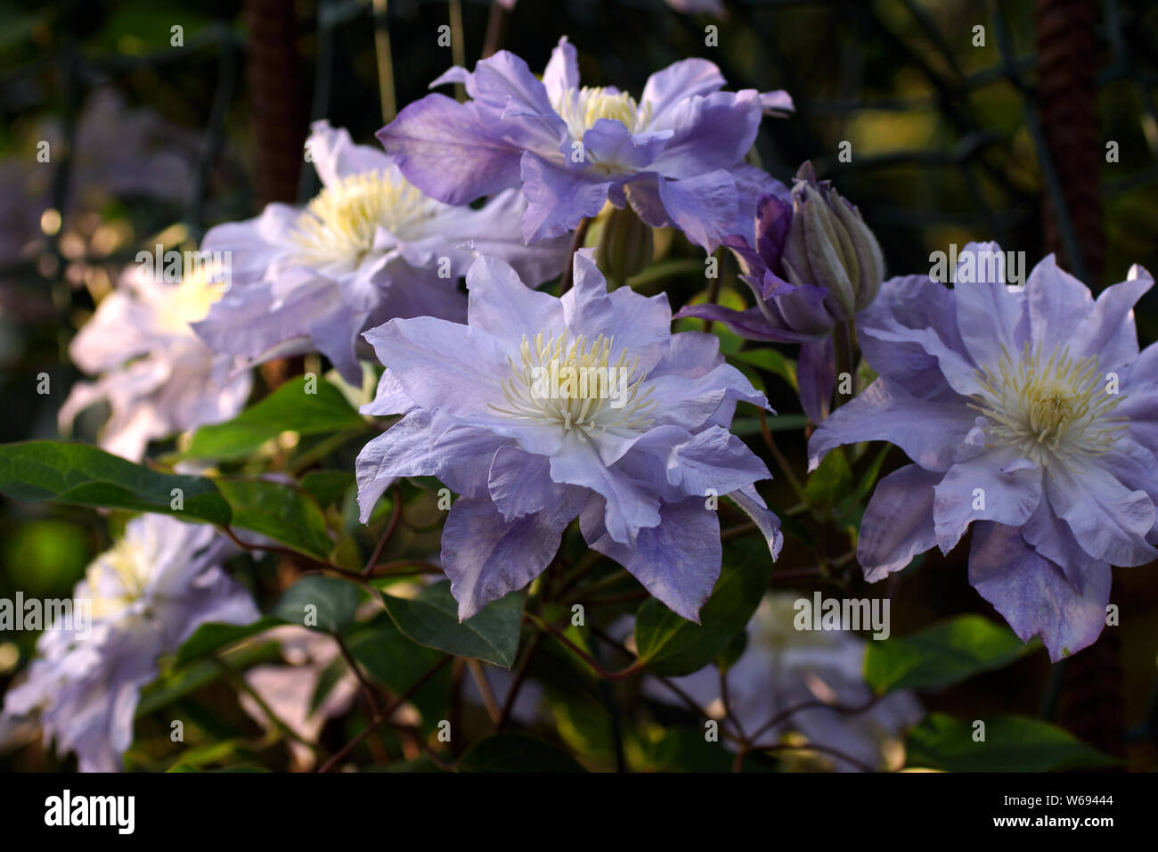 Schönen Sommer Blumen in einem vertikalen Garten Gartenbau. Blume doppelt flieder Clematis close-up. Blumen Clematis Sorten Azure Kugel Stockfoto