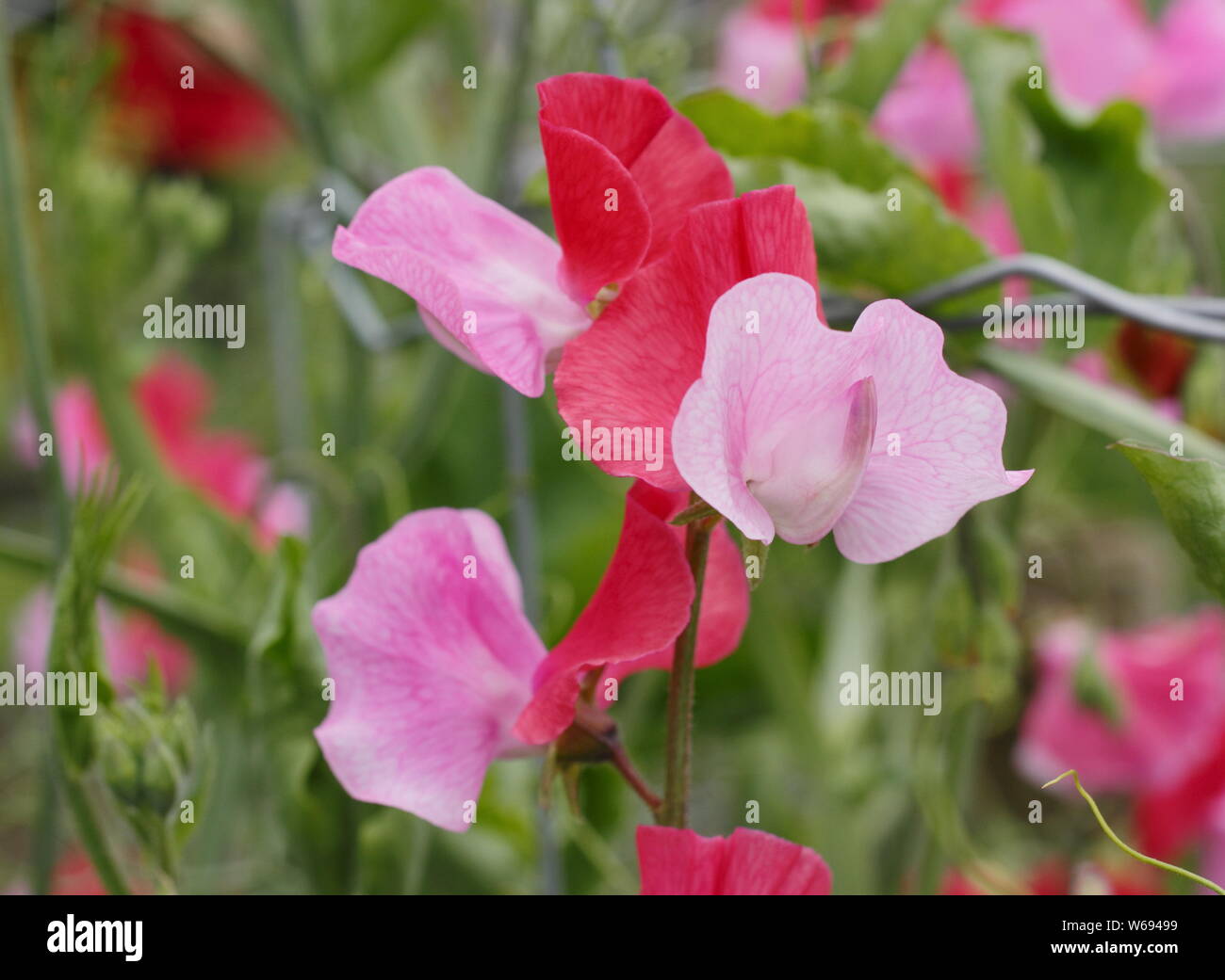 Lathyrus Odoratus 'Duo Lachs' zweifarbige Sweet pea Blüte in einem Cottage Garden - Juli. Stockfoto