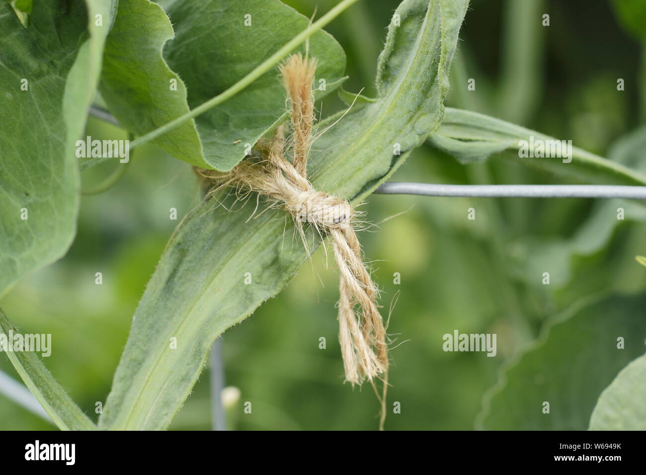 Lathyrus Odoratus. Binden im Sweet pea plant Starke, gerade das Wachstum zu fördern und zu unterstützen. Stockfoto