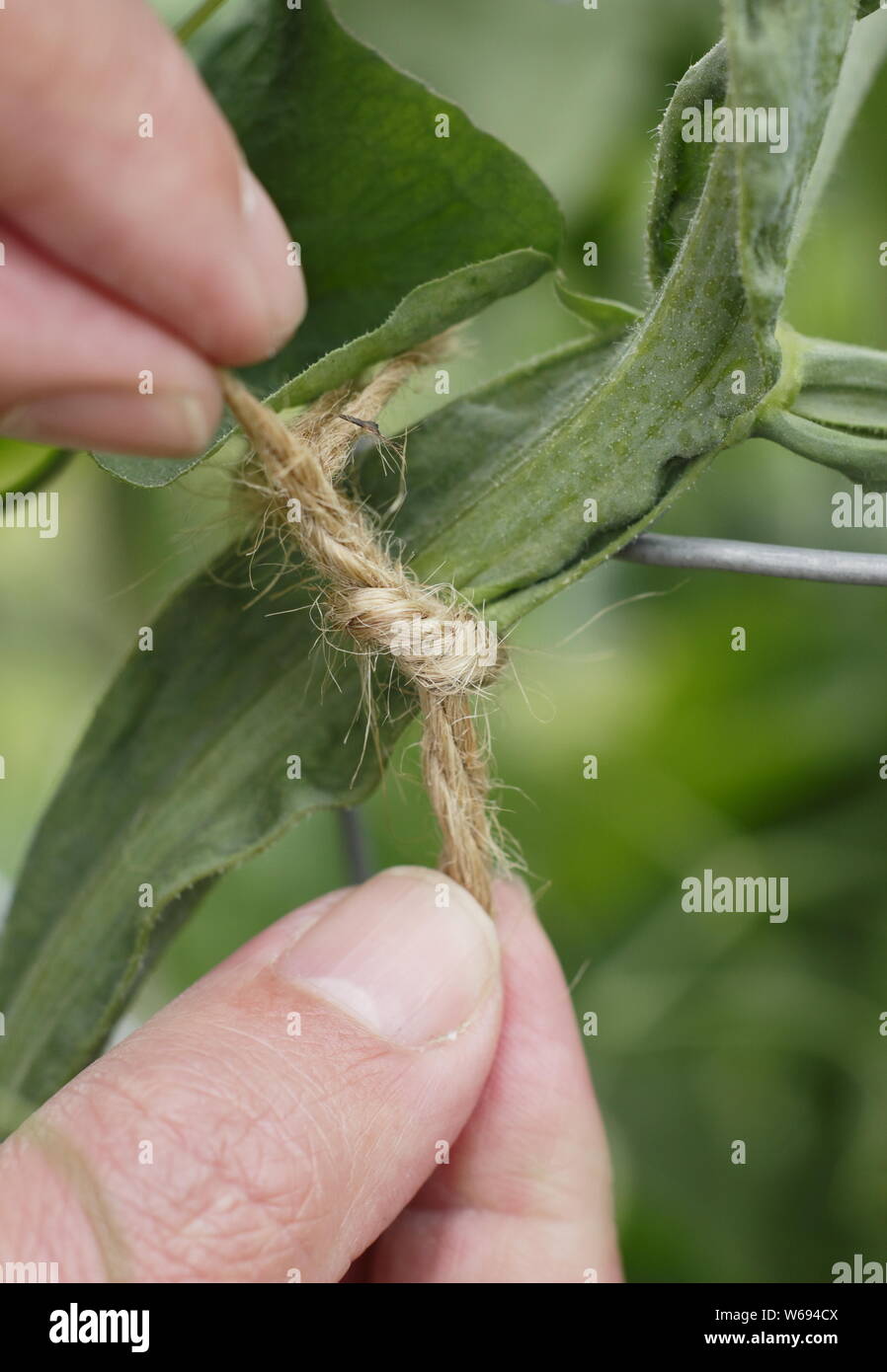 Lathyrus Odoratus. Binden im Sweet pea plant Starke, gerade das Wachstum zu fördern und zu unterstützen. Stockfoto
