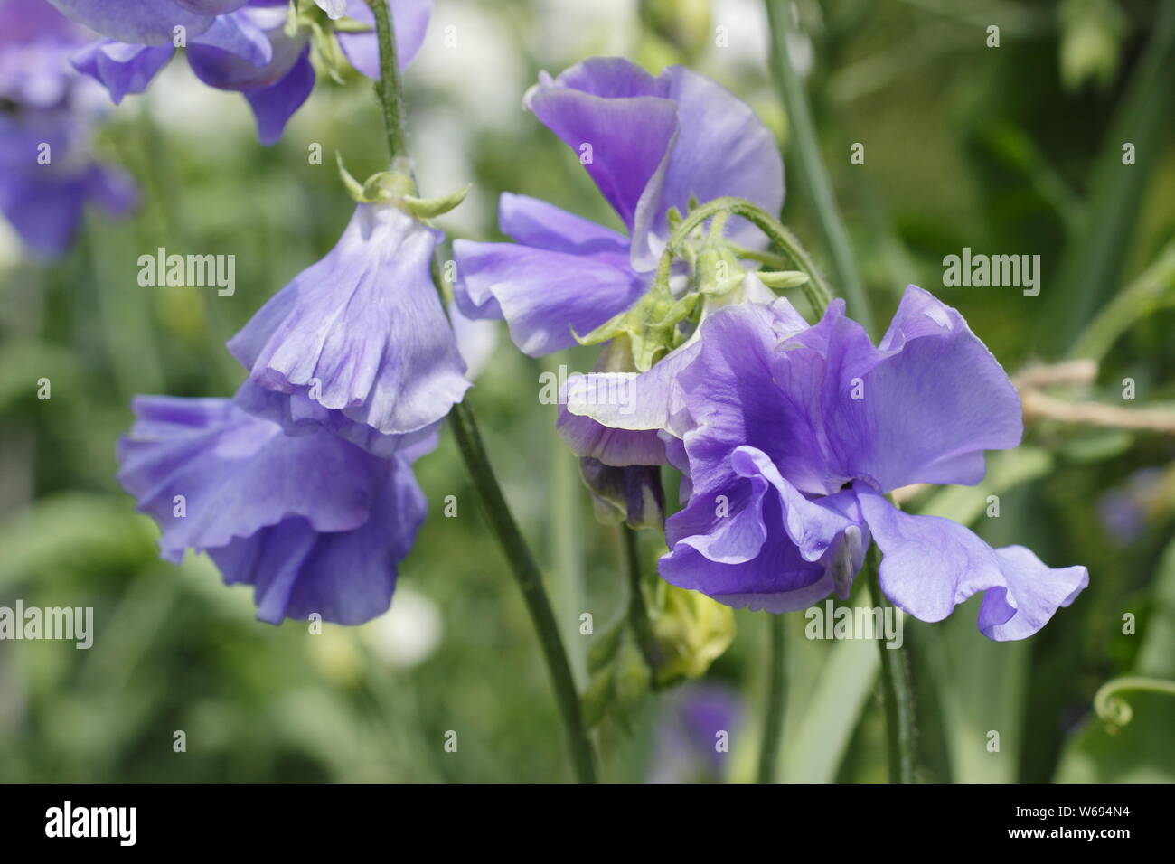 Lathyrus Odoratus 'Big Blue' - Spencer Vielzahl Sweet pea Blüte im Sommer. Großbritannien Stockfoto