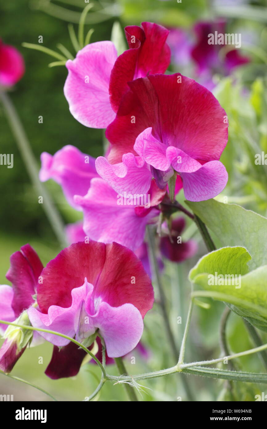 Lathyrus Odoratus 'Purple Pimpernel' Sweet pea Blumen in einem Ferienhaus Garten - Juli. Stockfoto