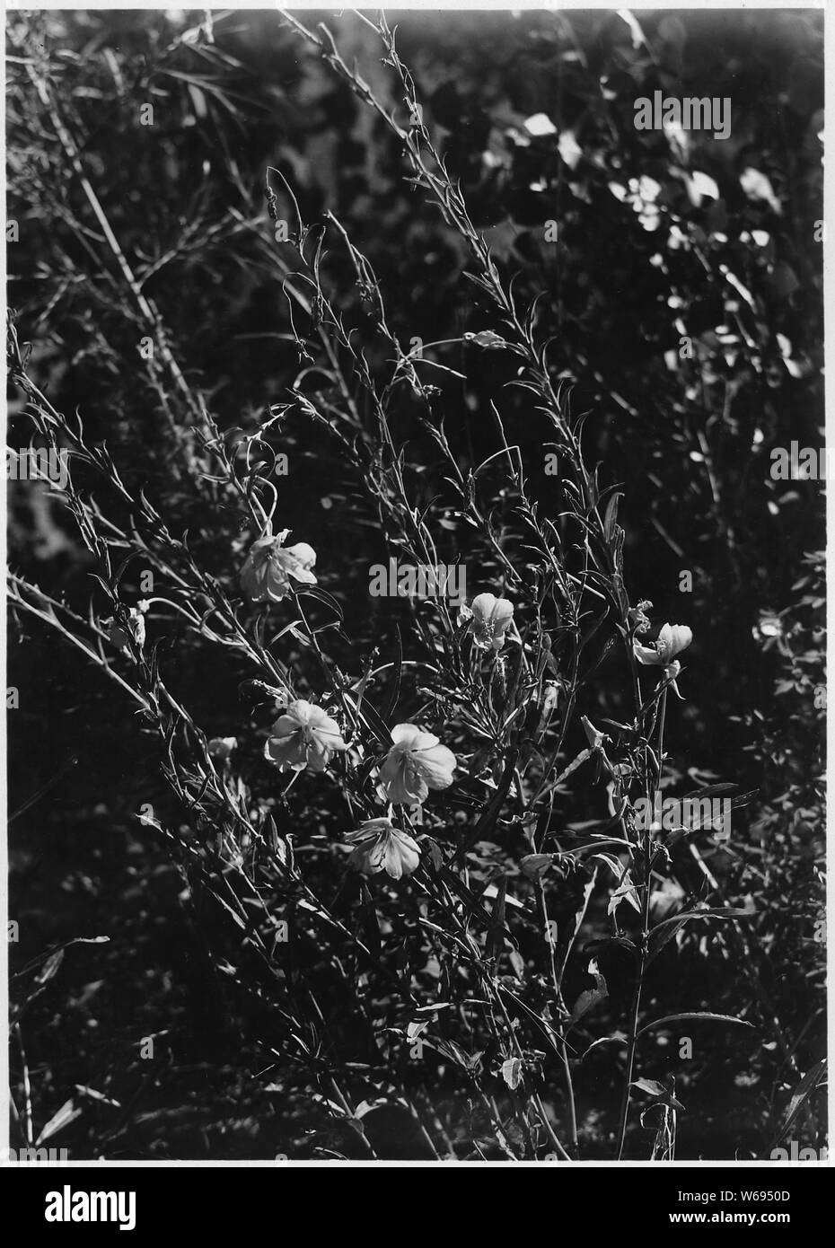 Gelbe Nachtkerze. Cenothera. Blume creme Gelb, Lemon Farbe. Stiele Hellgrün. Stockfoto