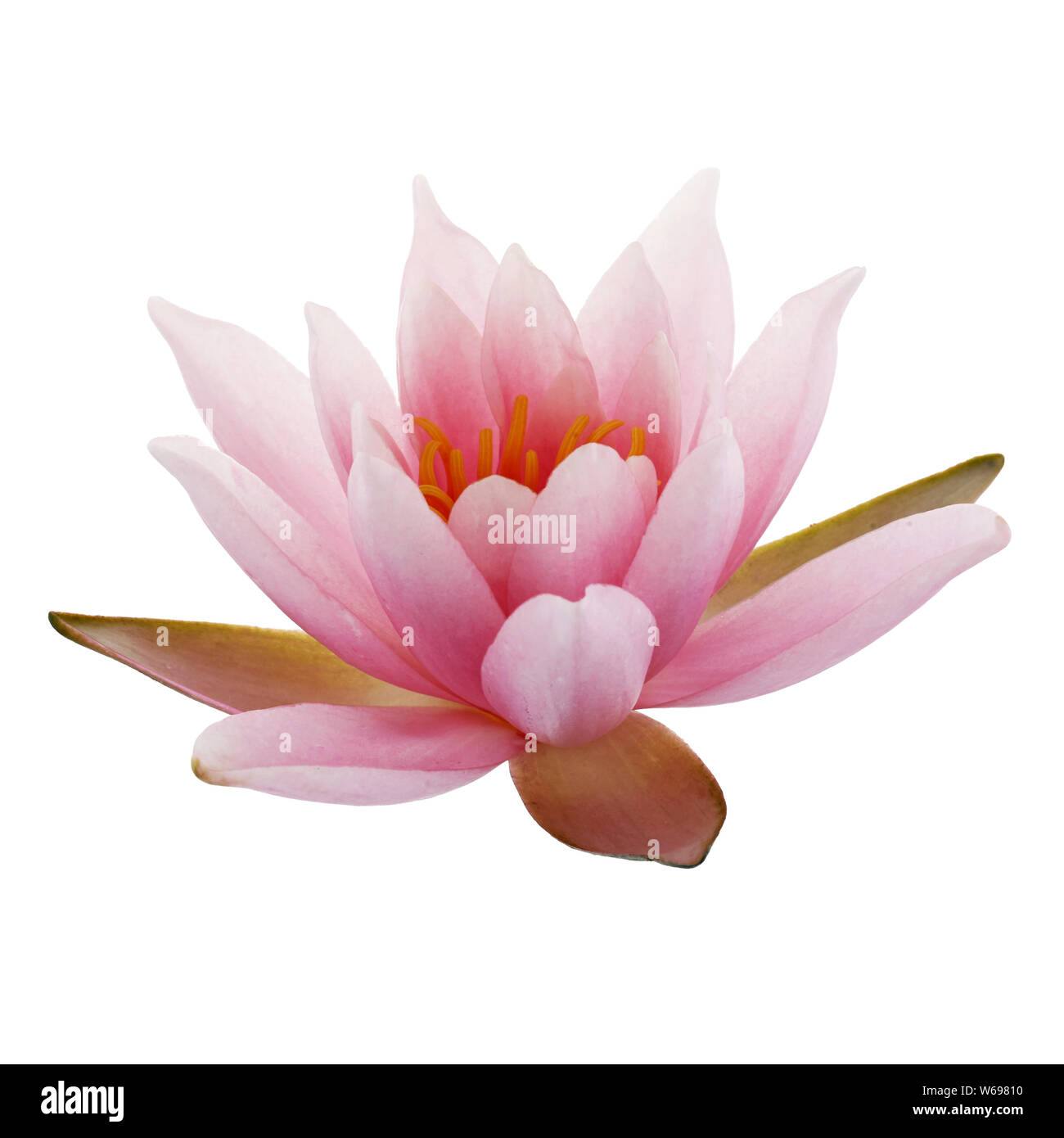 Lotus oder Seerose auf weißem Hintergrund Stockfoto