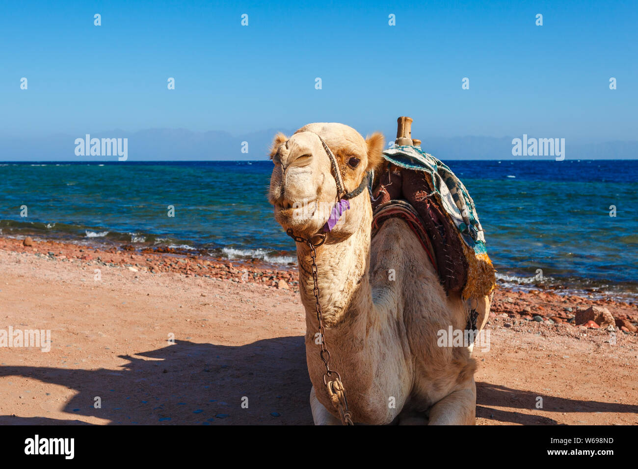 Kamel an der Küste des Roten Meeres in Dahab, Sinai, Ägypten, Asien im Sommer heiß. Berühmte touristische Ziel in der Nähe von Sharm El Sheikh. Helle, sonnige Licht Stockfoto