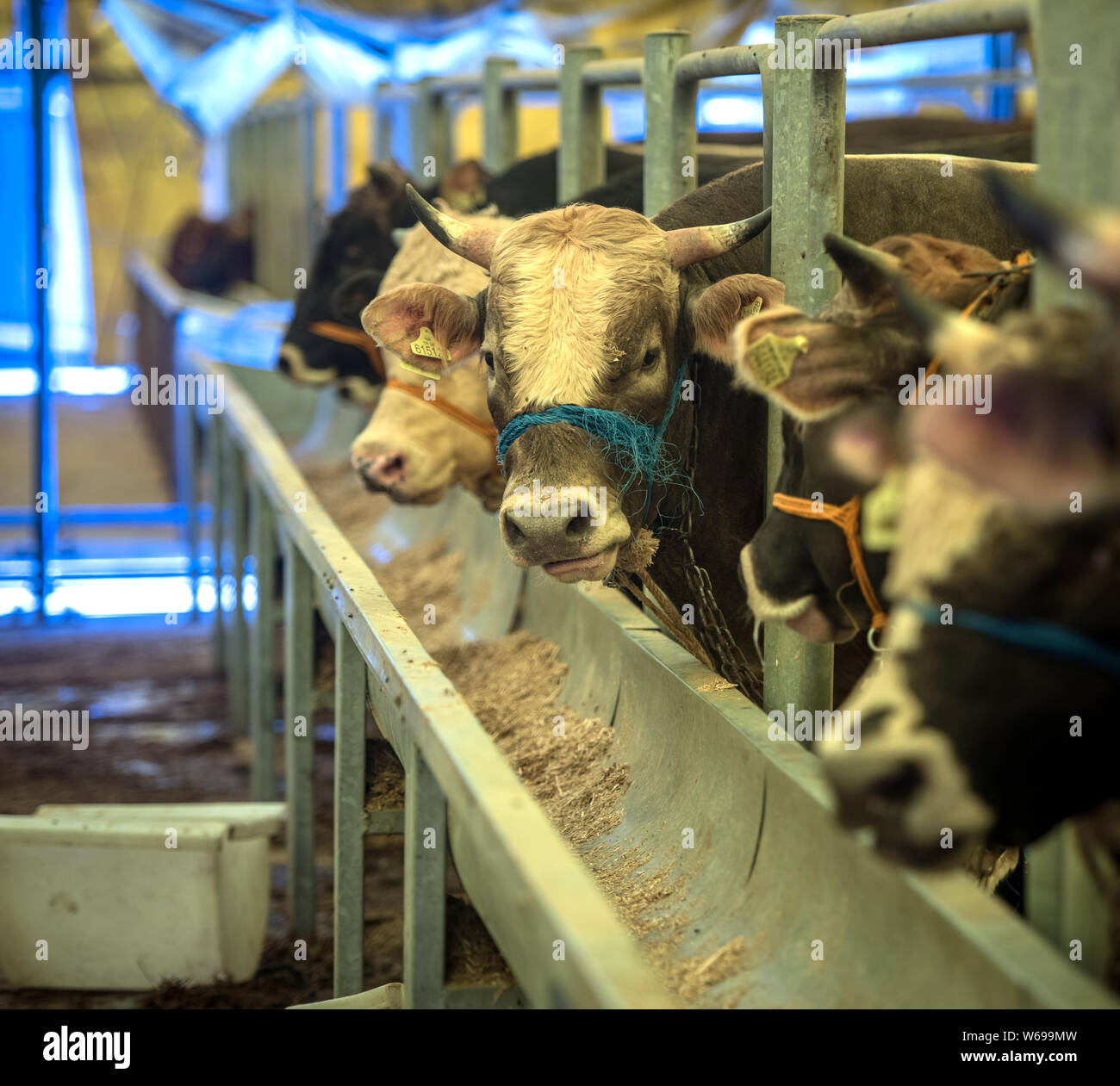Kurban Bayrami Stockfotos Und Bilder Kaufen Alamy