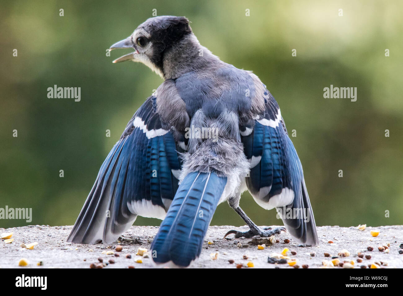 Junge Blue Jay anzeigen Flügel essen von übergeordneten zu erhalten Stockfoto