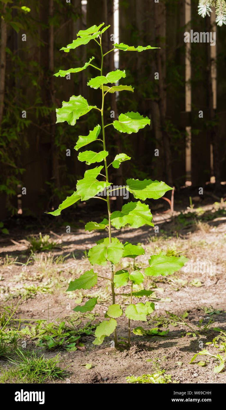 Dünne baum Pflanze mit Blättern sprießen aus dem Boden in der Nähe von Zaun im Schatten. Stockfoto