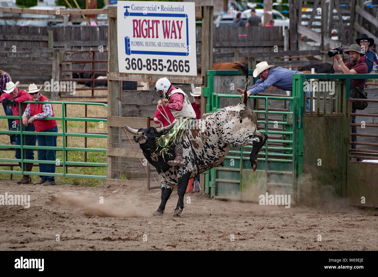 Dieser Stier reiten owboy nimmt an der jährlichen 4. Juli Loggerodeo in Sedro Woolley, Wa. eine der am längsten laufenden. Stockfoto