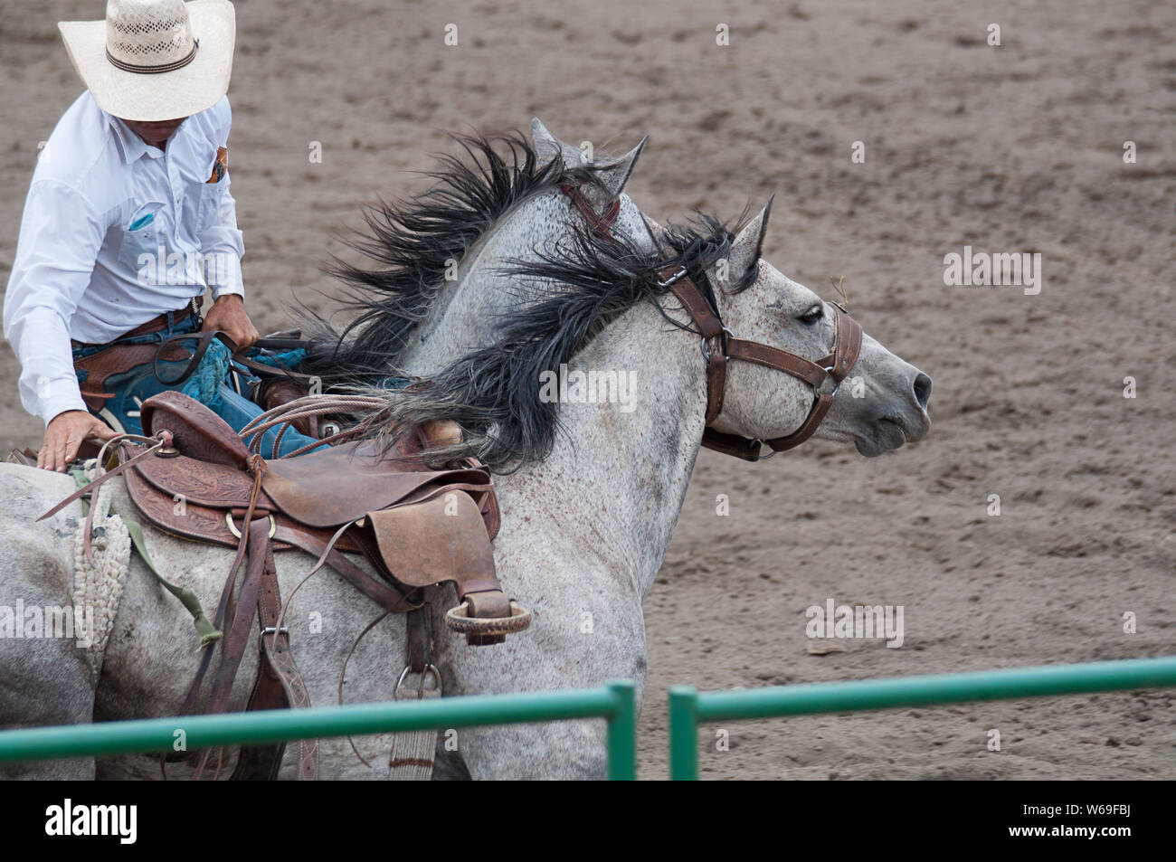 SEDRO WOOLLEY, WA/USA - Juli 4, 2019: Dieser cowboy beteiligt sich mit zwei apfelschimmel grauen Pferde an der jährlichen 4. Juli Rodeo in Sedro Woolley, Wa. Stockfoto