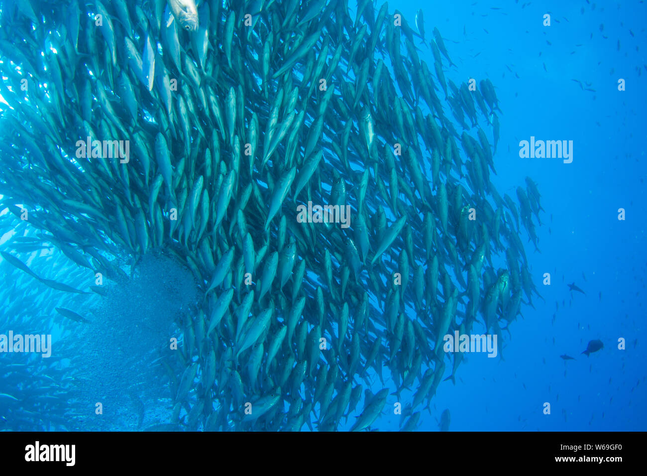 Konzept Bild der Überfischung und Erschöpfung der Fischbestände in den Ozeanen Stockfoto