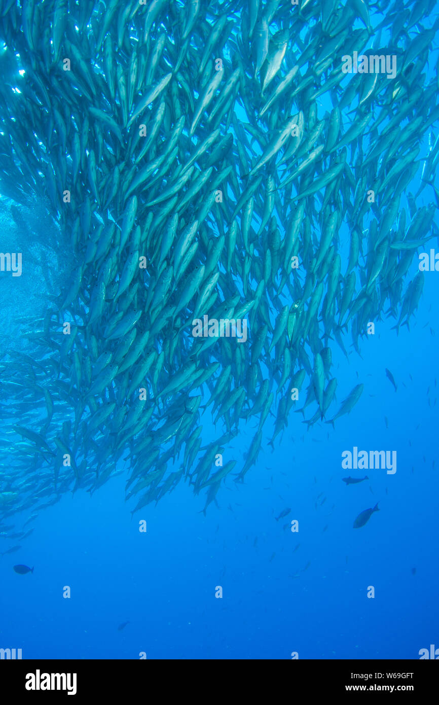 Konzept Bild der Überfischung und Erschöpfung der Fischbestände in den Ozeanen Stockfoto