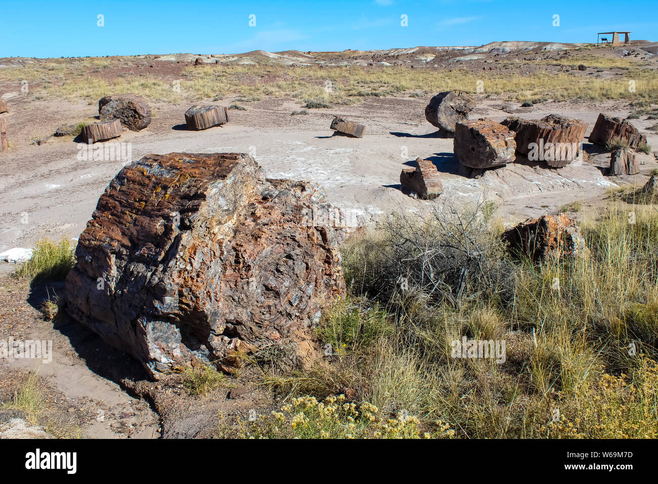 Versteinertes Holz in Jasper Forest. Petrified Forest National Park auf der Route 66 in Arizona Stockfoto