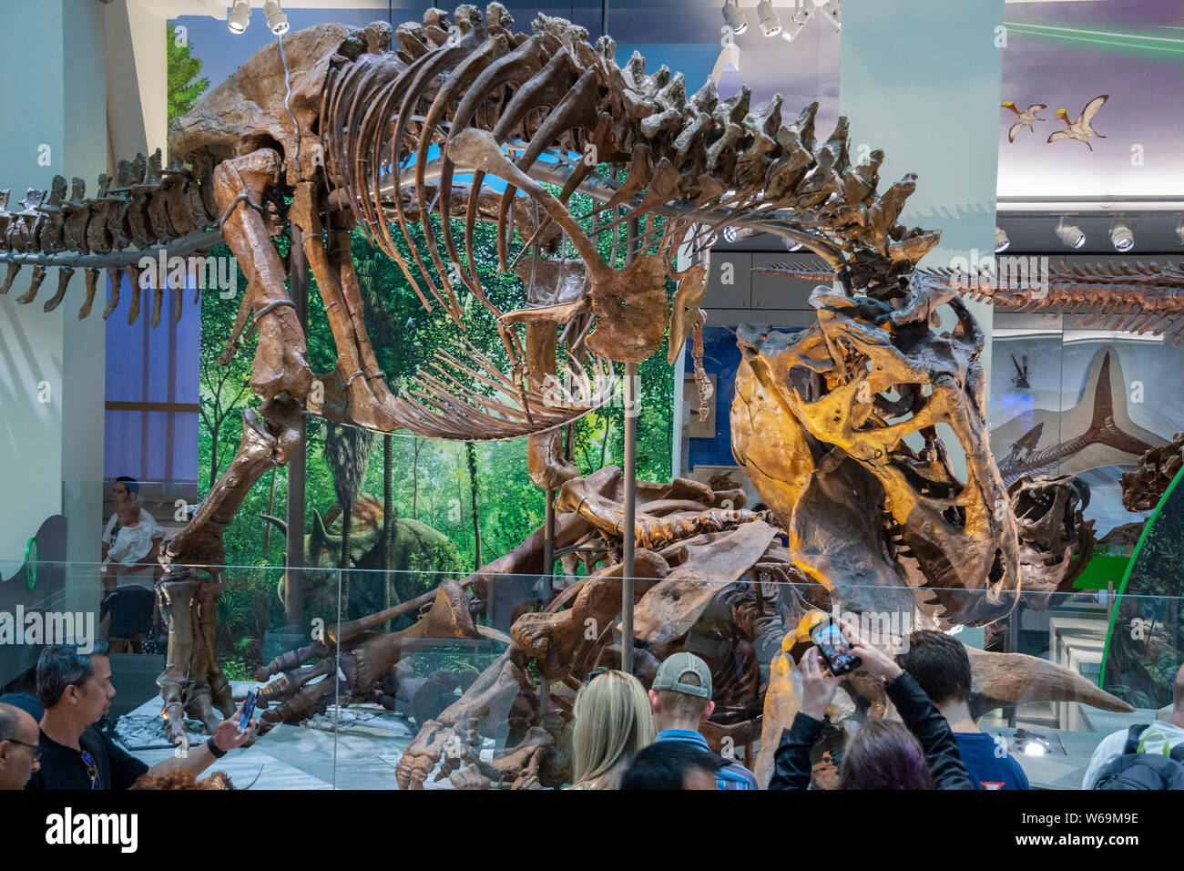 Versteinerten Knochen des Tyrannosaurus rex namens der Nation T-Rex, in der David H. Koch Halle von Fossilien im Nationalmuseum für Naturgeschichte, Sm Stockfoto