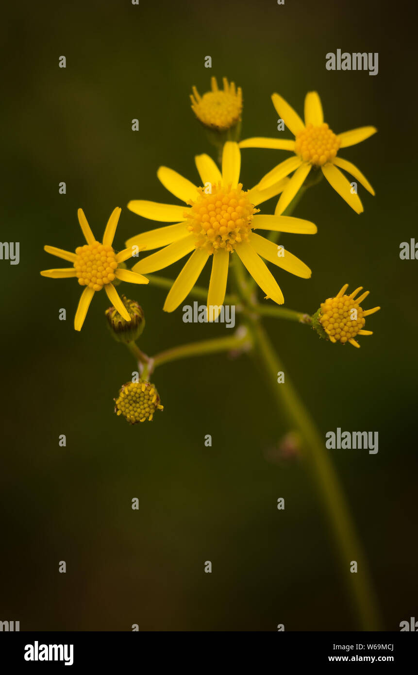 Golden ragwort (Packera aurea, Senecio aureus) gegen eine natürliche grüner Hintergrund mit geringer Schärfentiefe ermöglicht. Stockfoto